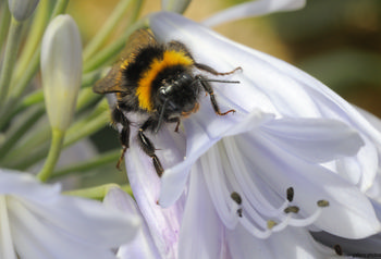 Bee scrambling This is a nature photograph captured in the afternoon during the summer season. The main subject of the image is a bee scrambling on the delicate petals of a light purple flower. Surrounded by several unopened buds, the bee is interacting closely with the plants, showcasing the relationship between insects and vegetation. Details such as the flower's stamens and the bee's fuzzy body are visible, emphasizing the intricacies of insect activity within plant life. The photograph highlights a close-up perspective of the natural world.